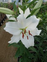 [4276 Bodyguard Mak No02.JPG]